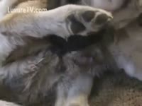 Bored dirty slut wife receives on all fours to take doggy ramrod